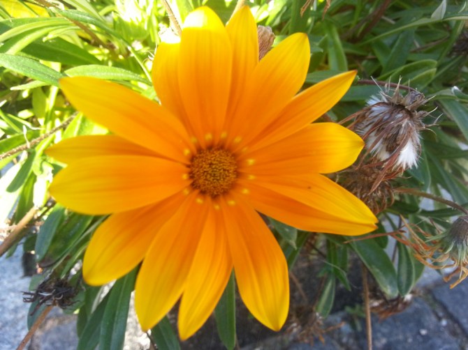 2013-09-07 11.32.09-gul blomst efteraar