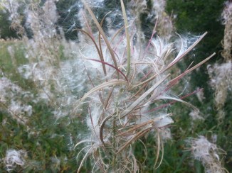 2013-09-07 14.06.13-ukrudt