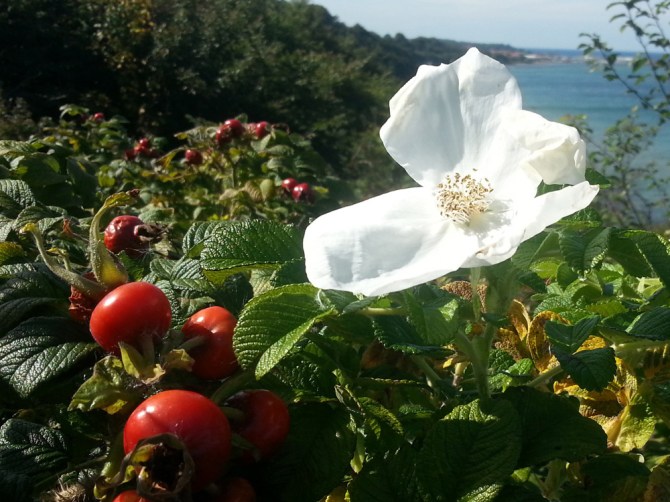 2013-09-07 14.10.12-hyben