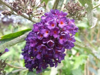 2013-09-08 15.15.14 forladt sommerfuglebusk