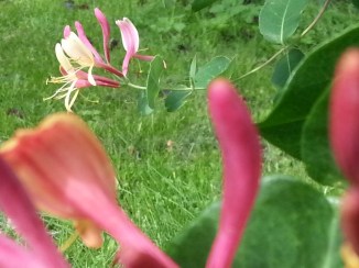 2013-09-08 15.34.33 kaprifolie