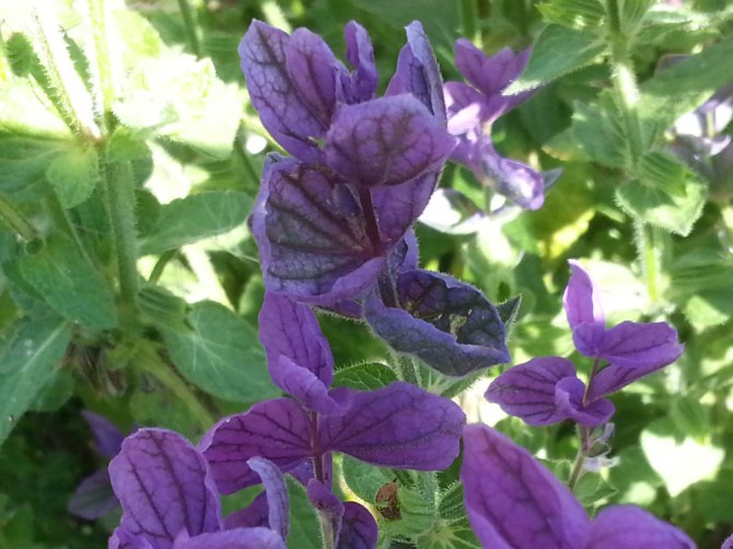 2013-09-13 13.59.24-blue flowers