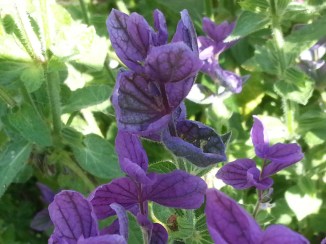 2013-09-13 13.59.24-blue flowers