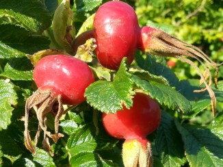 2013-09-14 16.01.30 hyben frugt