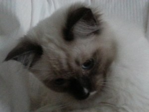 Alessio september 13