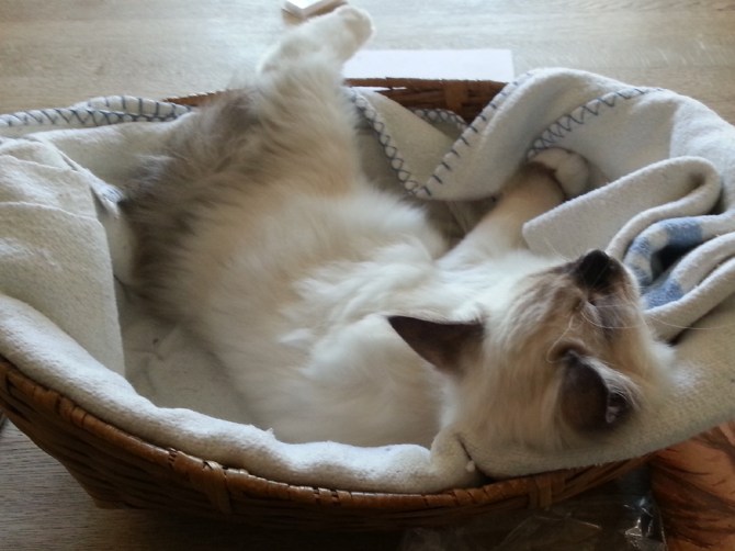 2013-09-05 15.23.20 alessio i kurv