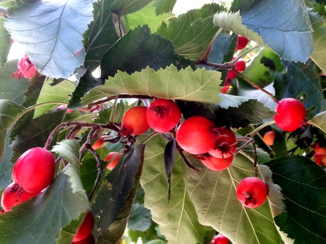 2013-09-13 13.41.18-red 2