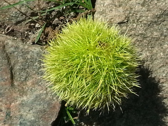 2013-09-13 13.55.08-lille stik