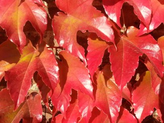 2013-10-03 15.34.11-vinblad