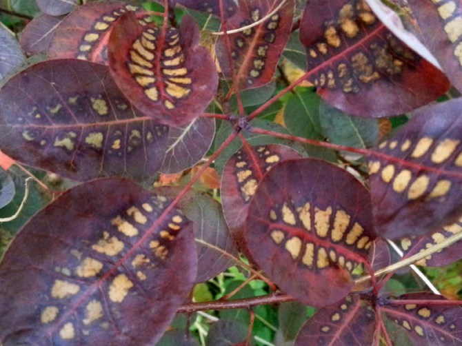 2013-10-18 17.55.21-parykbusk