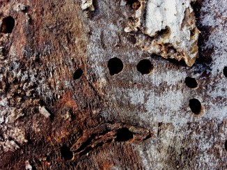 2013-10-26 13.36.43 tree hveps darker