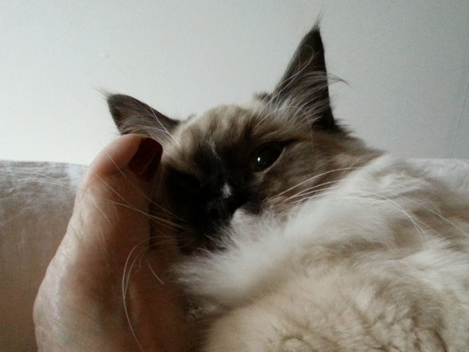 2013-11-03 08.34.55 Morgenhygge