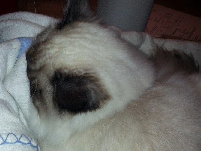 2013-11-19 16.03.50 maaske lidt struds i familien