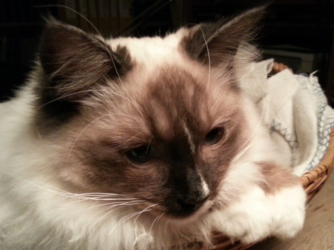 2013-12-13 18.50.57-2 Er det laks