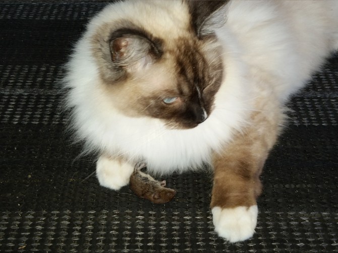 2014-07-16 19.00.59 Alessio med spidsmus