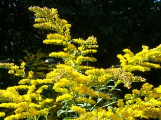 2013-09-13 13.57.11-yellow fingers