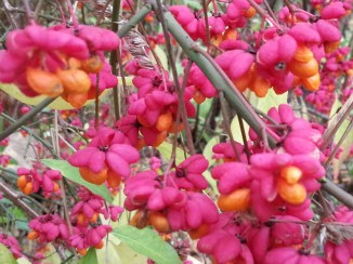 2013-10-26 13.35.43-red blomster