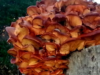 2013-11-25 15.03.04 svampe darker closer