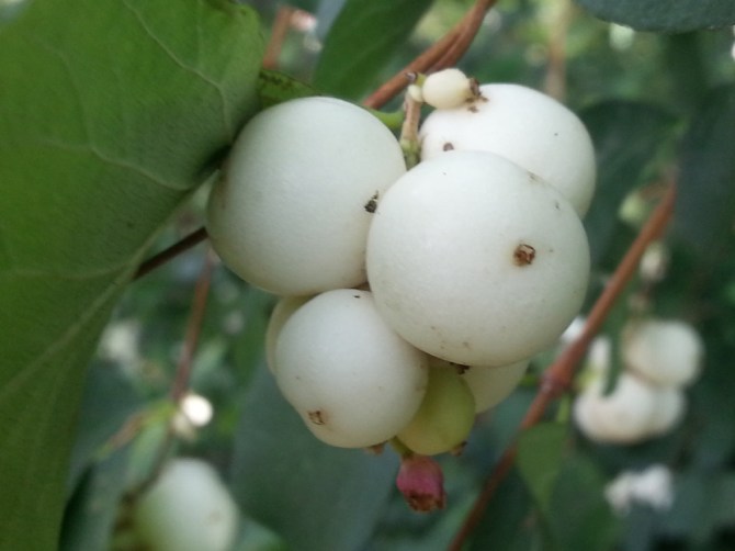 2013-09-13 14.02.42-sne berries 2