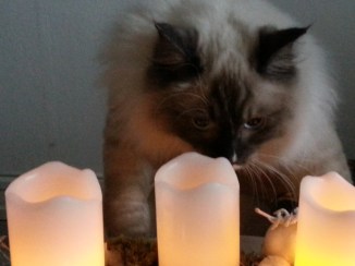 2013-12-13 14.54.24 Lucifer dag