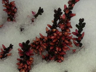 2014-02-01 11.21.44-Lyng-snow ny