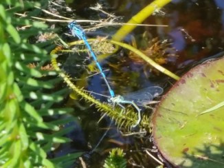 2014-05-30 13.36.24 Guldsmede i parring til blog