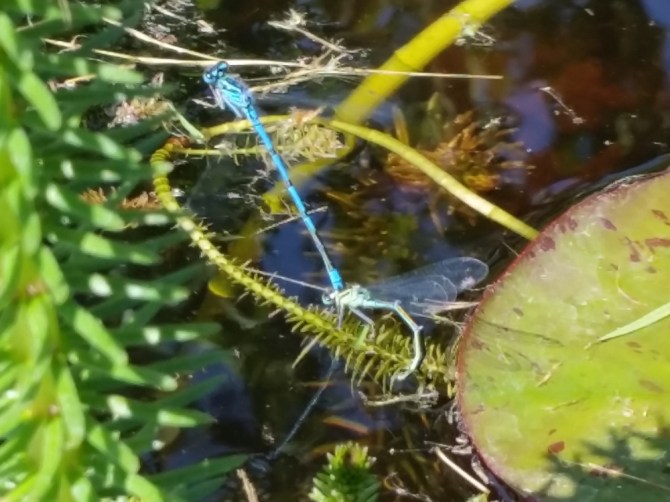 2014-05-30 13.36.24 Guldsmede i parring til blog