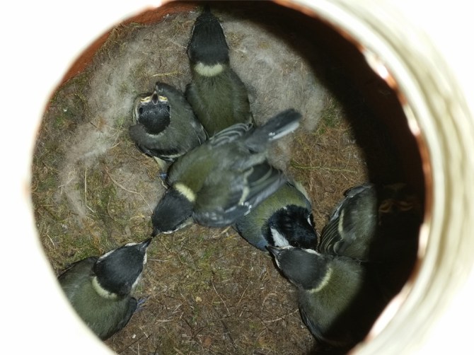 2014-07-08 14.42.28 fugle i krukken