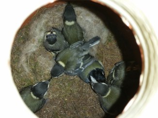 2014-07-08 14.42.28 fugle i krukken