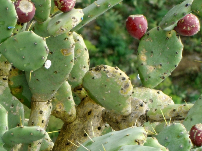 DSCF1896 kaktus sicilien