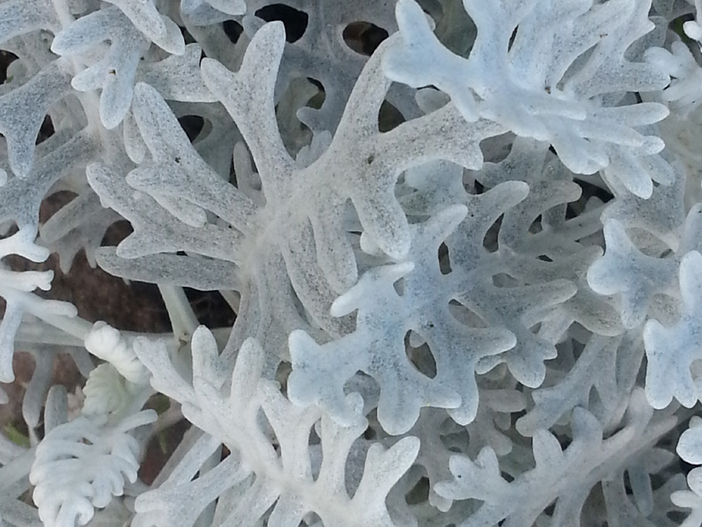 2013-09-13 13.52.26-grey blade