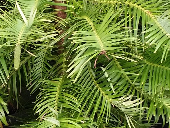 2014-12-21 10.47.17 - red