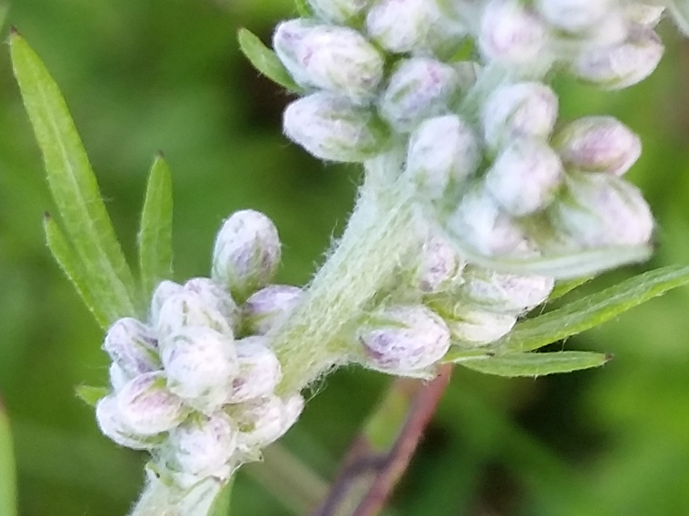 2015-07-22 17.55.19-hvid blomst