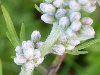 2015-07-22 17.55.19-hvid blomst