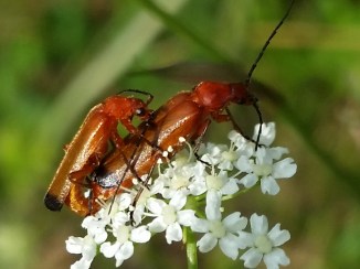 2015-07-22 17.59.34- Insekter på hvid blomst ved Fyrbakkerne