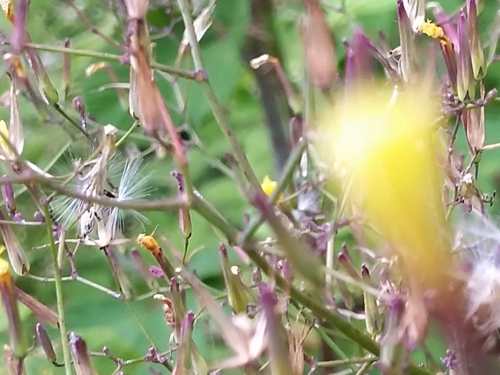 2015-07-22 18.01.28 Spinkel gul blomst