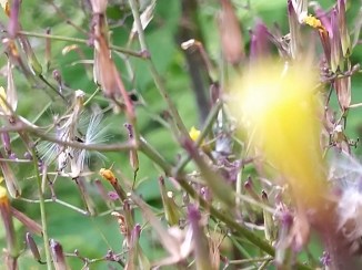 2015-07-22 18.01.28 Spinkel gul blomst