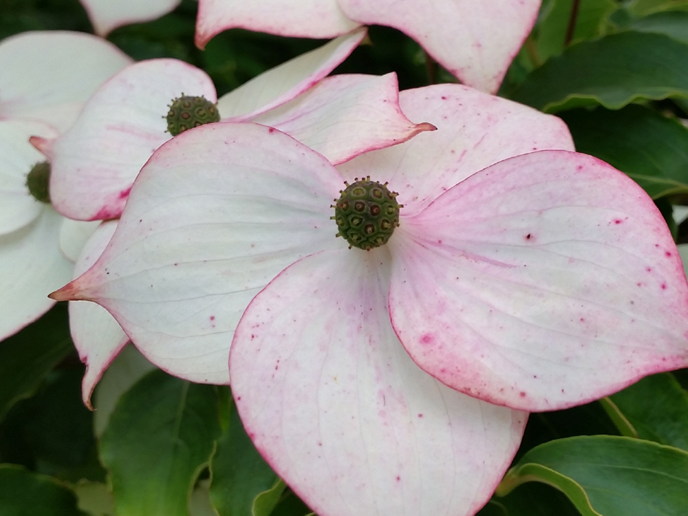 2015-07-22 19.53.02 Hvid kornel