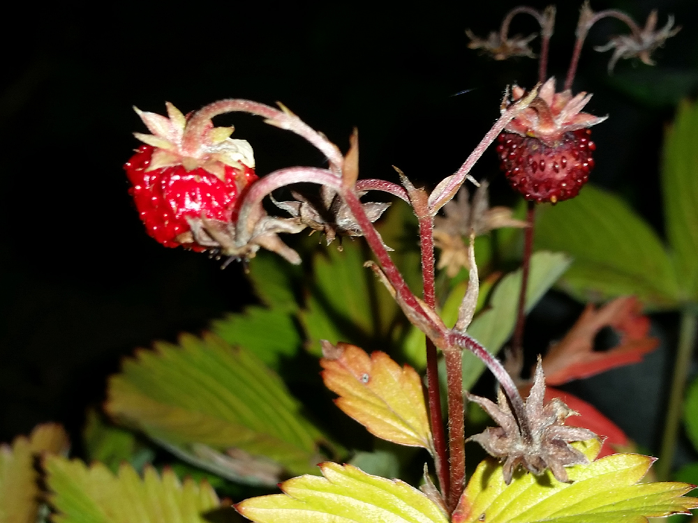 2015-07-22 22.37.08 skovjordbær