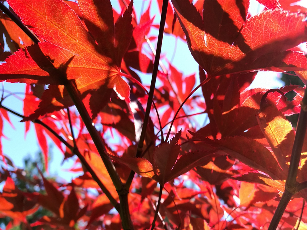 20180628-125908 - Roed acer - opt.jpg