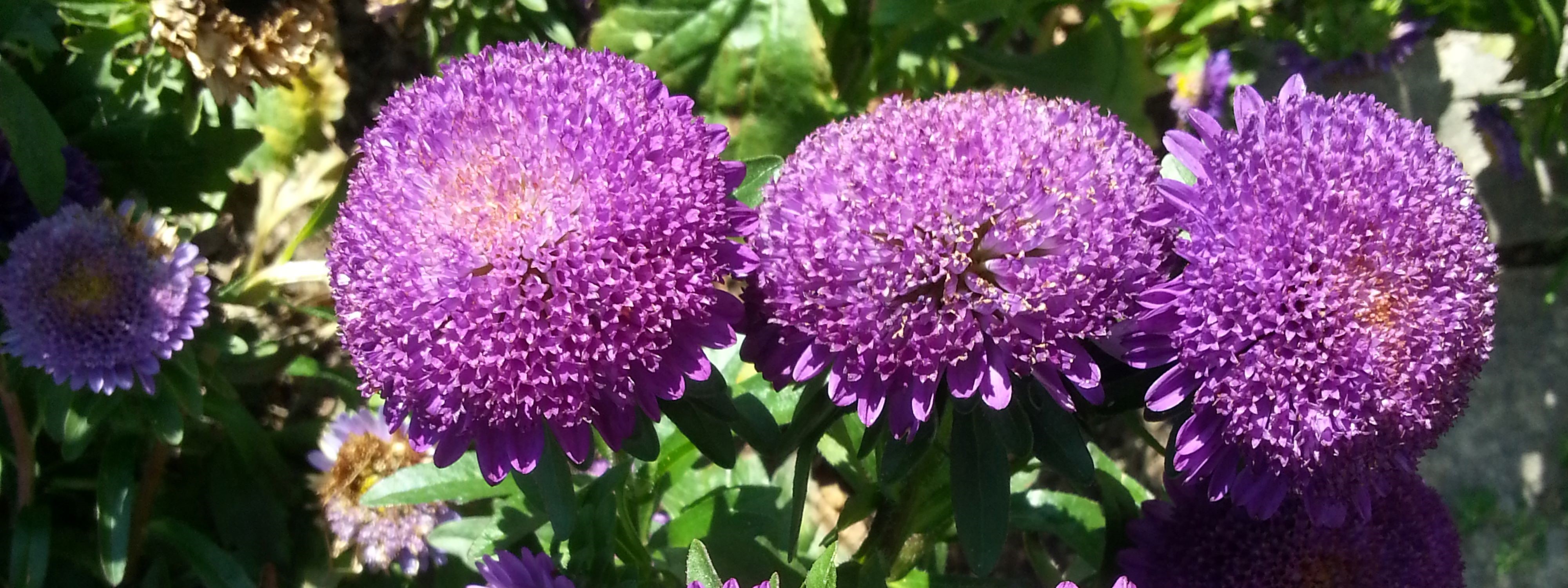 A 2013-09-13 13.38.47. Blomster mm. Frederiksberg (23).red